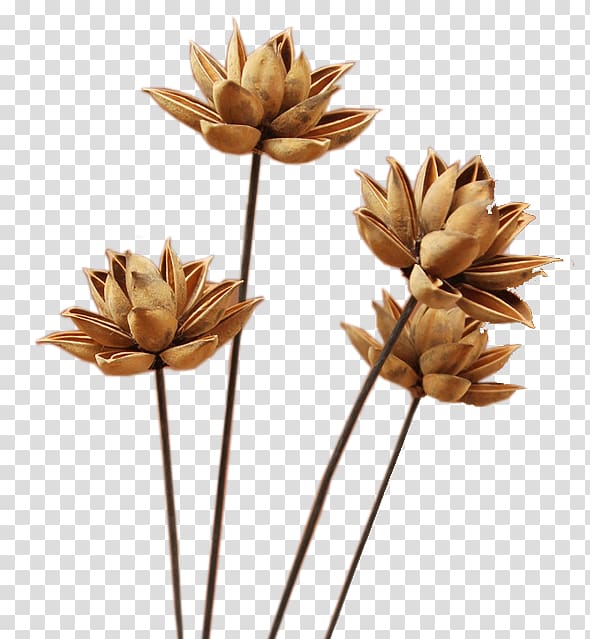 brown flowers illustration, Flower If(we) , Dry flower deduction material transparent background PNG clipart