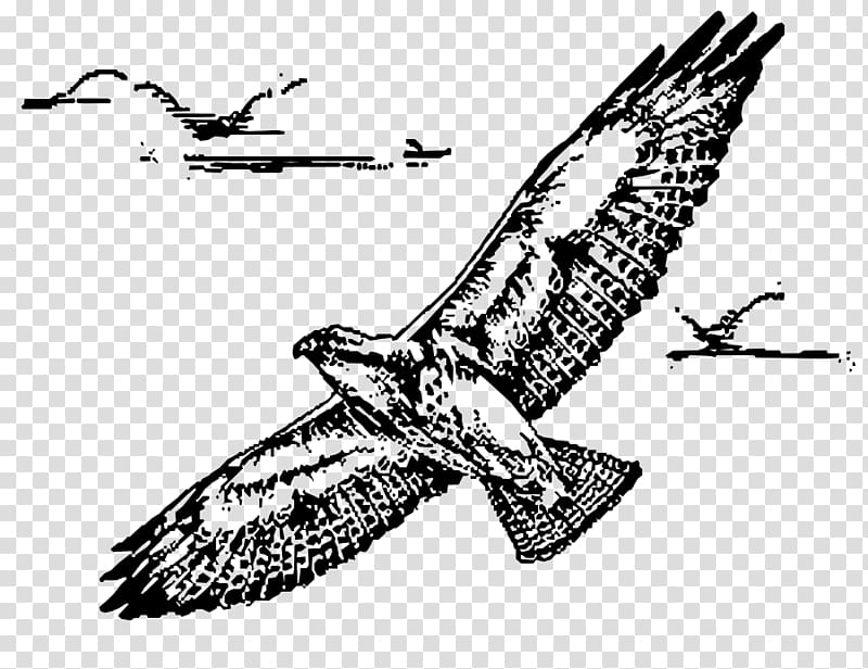 Bird of prey Swainson\'s hawk , Hawk transparent background PNG clipart