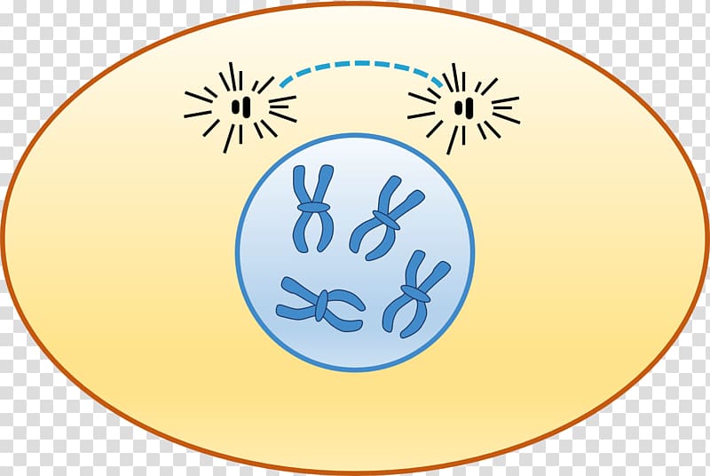 What Does A Prophase Cell Look Like