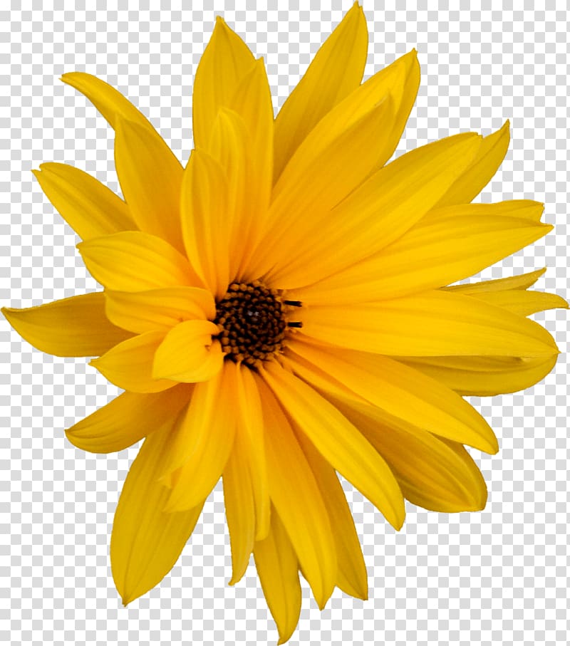 yellow petaled flowers, Flower Marguerite transparent background PNG clipart