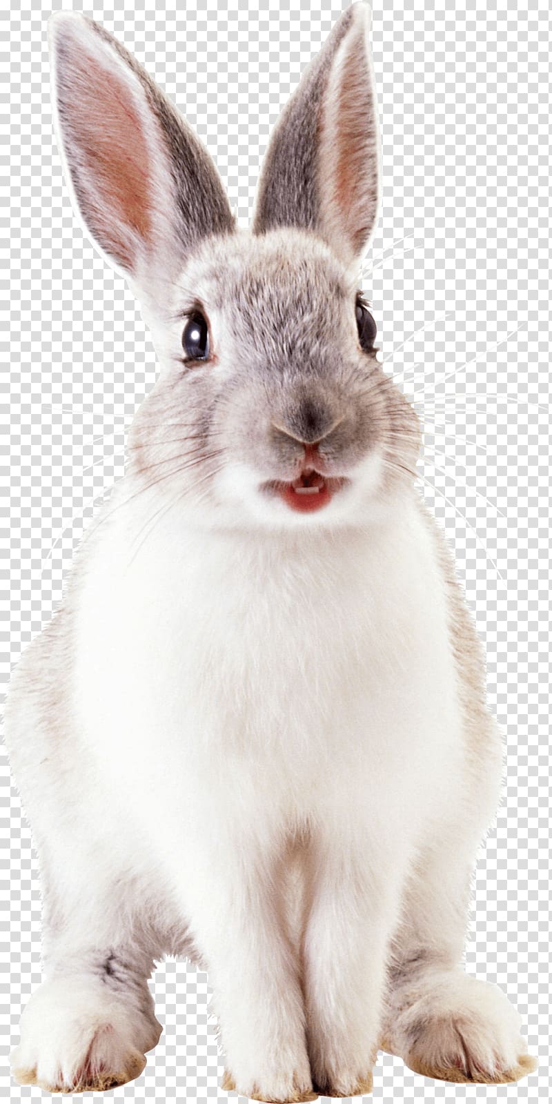white and gray hare, Large Rabbit Head transparent background PNG clipart
