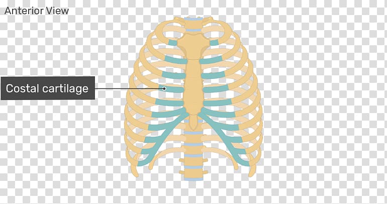 Rib cage Sternum Anatomy Costal cartilage, rib anatomy transparent background PNG clipart