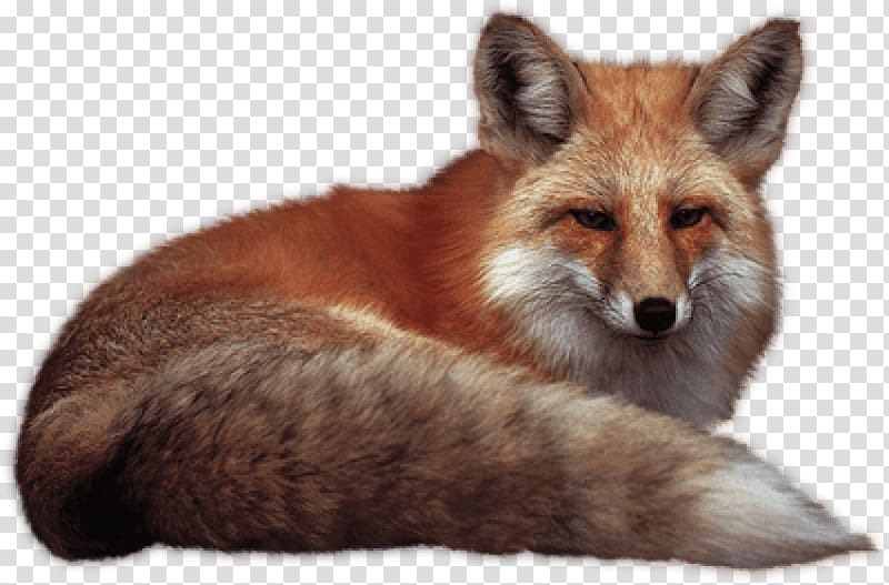 Portable Network Graphics Desktop , fox cross stitch transparent background PNG clipart