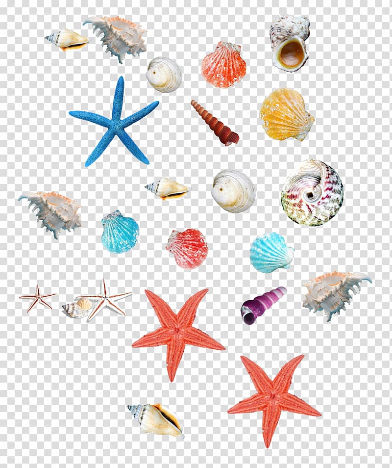 Seashell Starfish Icon, Sea starfish and shellfish transparent background PNG clipart
