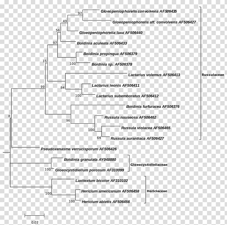 Phylogenetic tree Cladogram Phylogenetics, phylogenetic tree transparent background PNG clipart