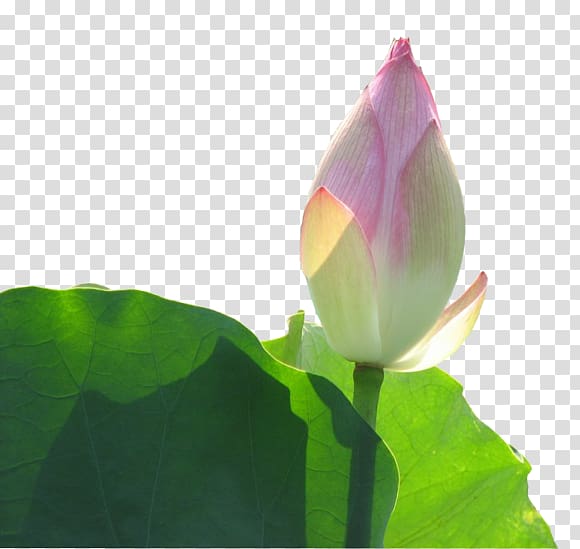 Bud Leaf , Lotus leaf and lotus buds transparent background PNG clipart