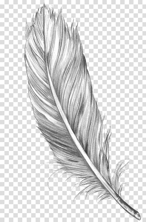 Bird Drawing Feather Art Sketch, Bird transparent background PNG clipart
