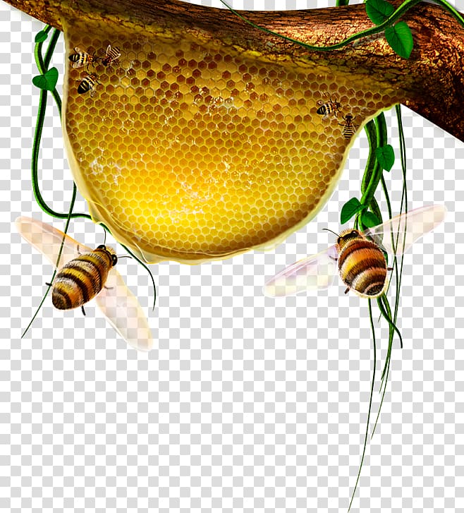 two bees flying through honey comb, Honeycomb Cartoon Honey bee, honey transparent background PNG clipart
