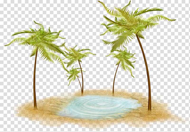 Coconut Tree Desktop Fallait Pas, overlooking the flowering tree transparent background PNG clipart