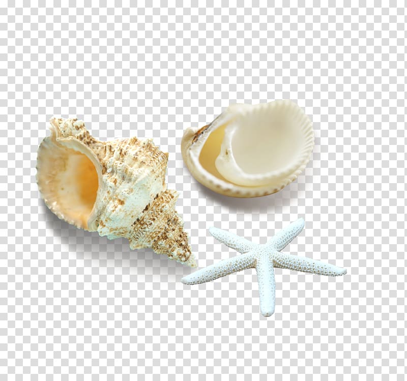 two white seashells with starfish illustration, Seashell Starfish Computer file, Shells and starfish transparent background PNG clipart