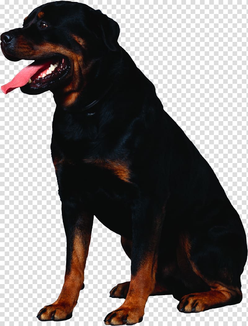 Rottweiler Greater Swiss Mountain Dog Puppy Cat, Dog transparent background PNG clipart