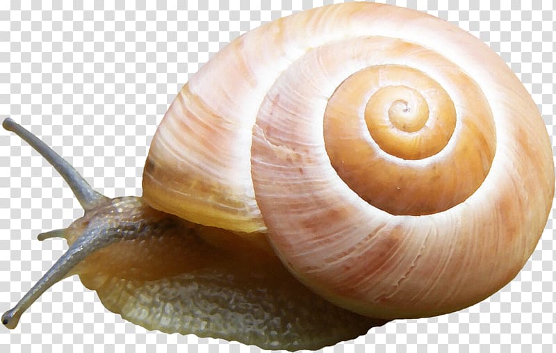Orthogastropoda Slug Sea snail, Snail pattern material transparent background PNG clipart
