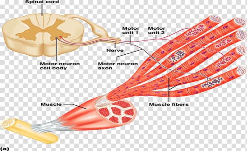 Motor neuron Nervous system Muscle contraction, discrimination transparent background PNG clipart