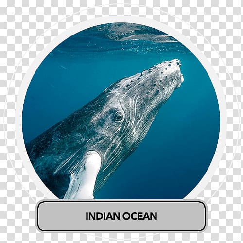 Sperm whale Cetacea Gray whale Humpback whale Bryde\'s whale, Travel india transparent background PNG clipart