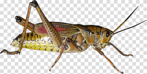 Grasshopper transparent background PNG clipart