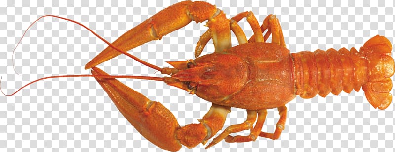 Lobster Crayfish as food, Lobster transparent background PNG clipart
