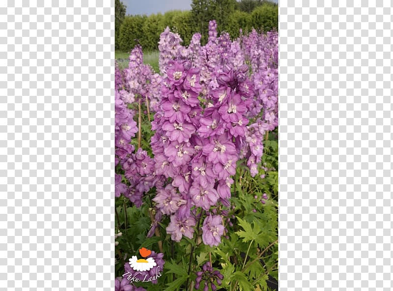 English lavender Common lilac Shrub, lilac transparent background PNG clipart