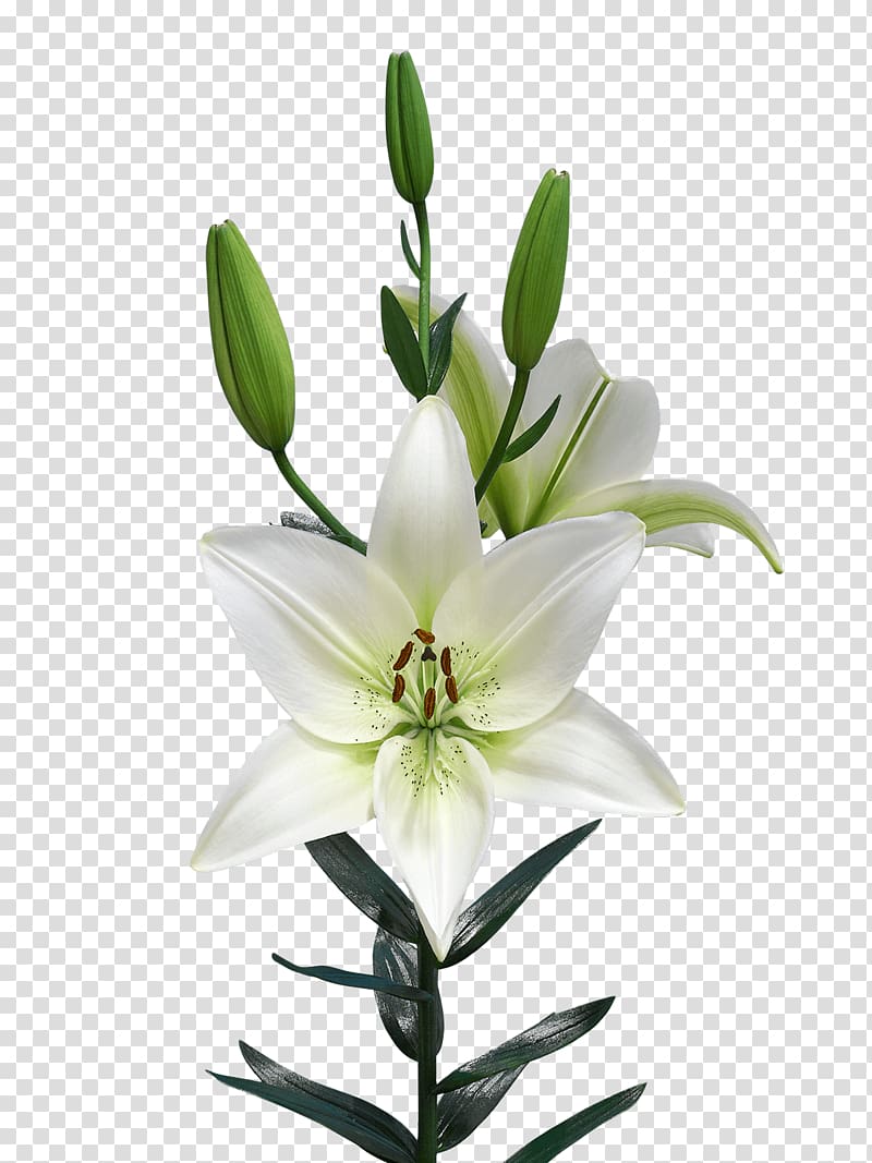 Lilium Netherlands Royal Van Zanten Flowering plant, pagani transparent background PNG clipart
