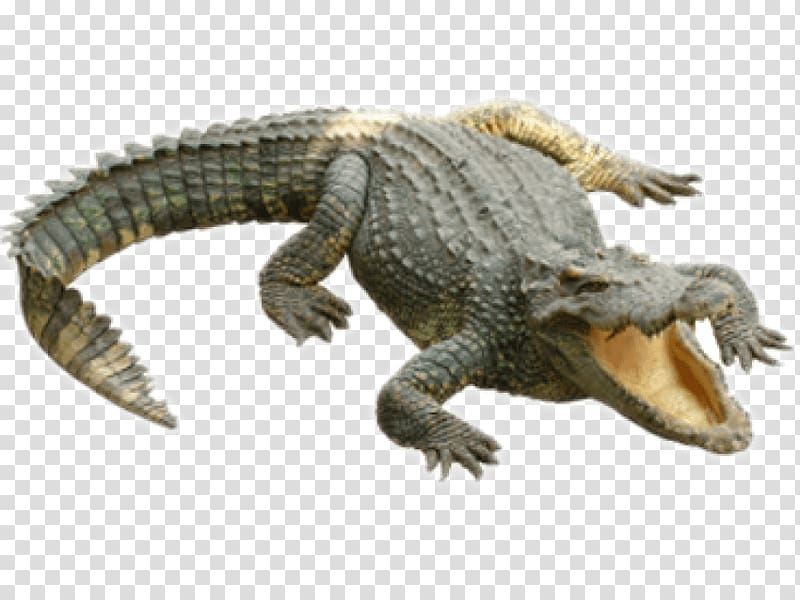 Crocodiles Alligators , COCODRILO transparent background PNG clipart