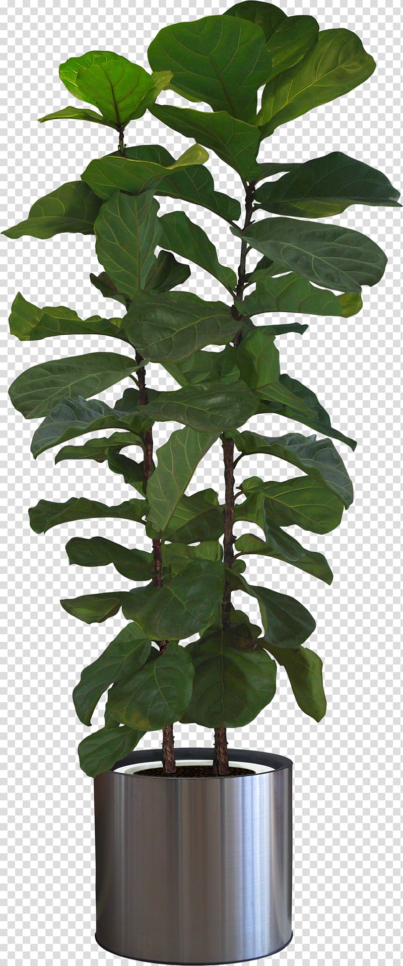 Fiddle-leaf fig Houseplant Tree Bonsai, tree transparent background PNG clipart