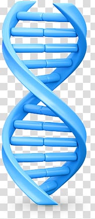 DNA transparent background PNG clipart