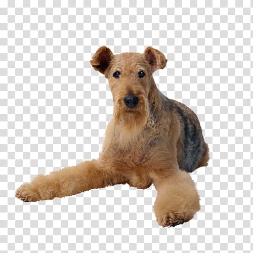 Airedale Terrier Cat Pet sitting Dog Toys, Cat transparent background PNG clipart
