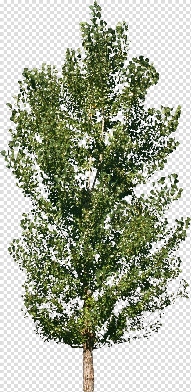 Tree Forest Material Shrub, bushes transparent background PNG clipart