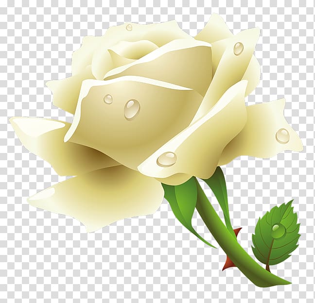 The White Rose White Rose of York , White rose , flower white rose transparent background PNG clipart