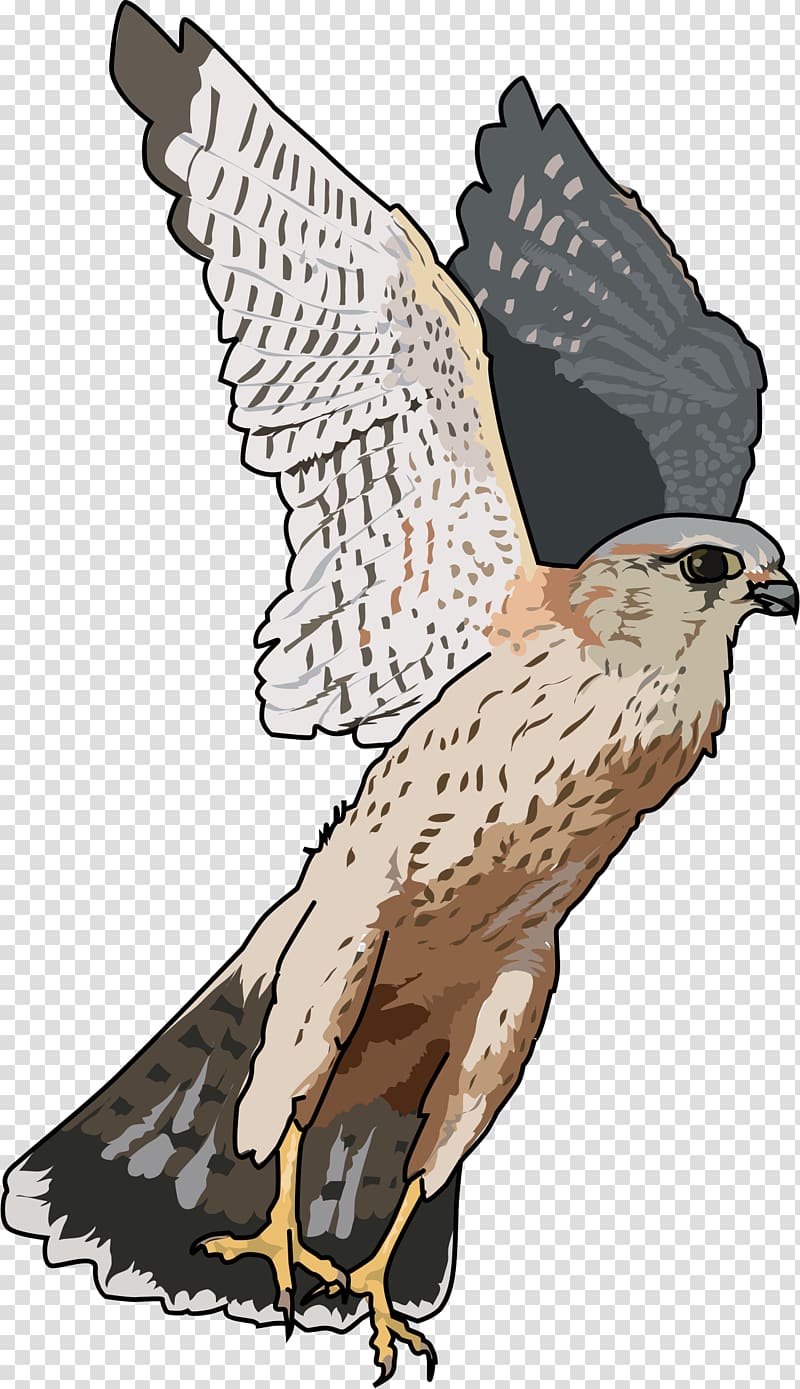 Falcon , Falcon transparent background PNG clipart
