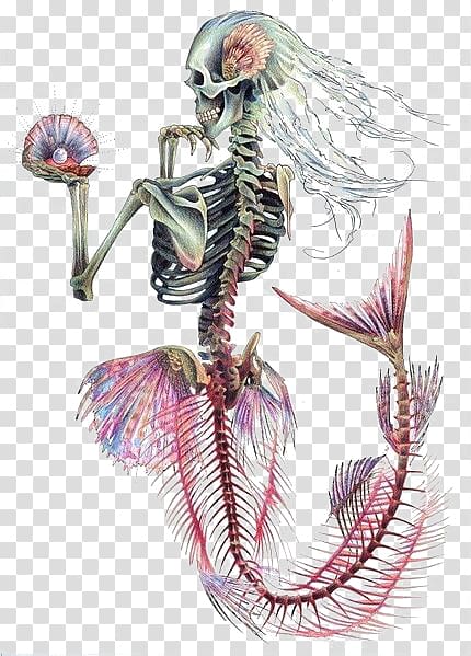 skeleton mermaid artwork, Ariel Mermaid Human skeleton Skull, Mermaid transparent background PNG clipart