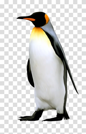 king penguin clipart