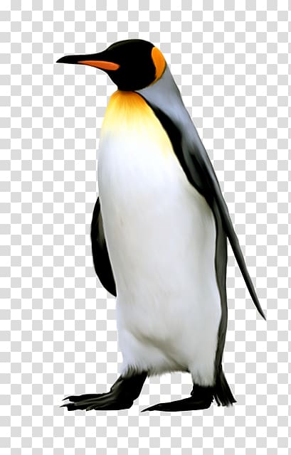 Penguin Chat transparent background PNG cliparts free download