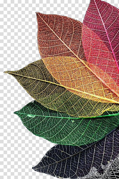 color leaf texture transparent background PNG clipart