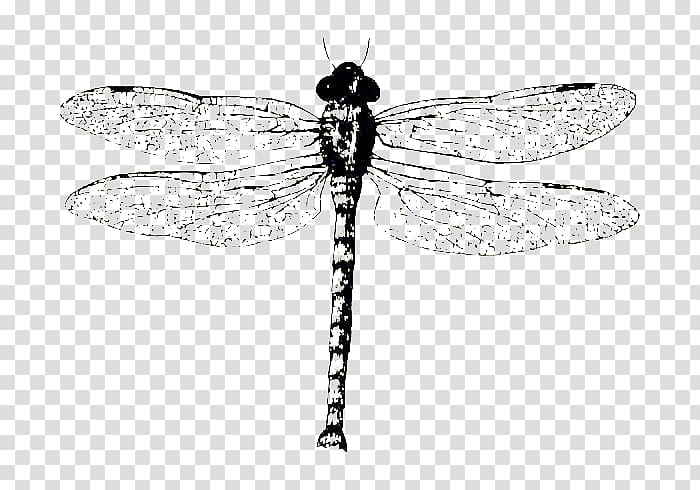 Biological specimen Monochrome Black and white, Dragonfly specimens transparent background PNG clipart