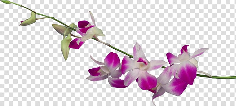 Dendrobium Orchids Flower , Euclidean flower transparent background PNG clipart