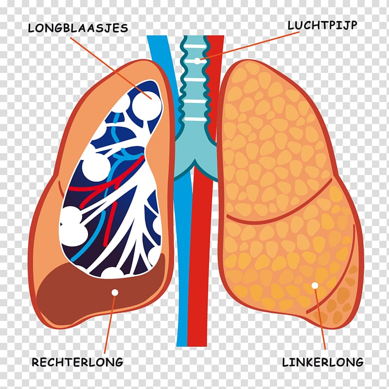 Organ Human body Lung Trachea Bronchus, Die Antwoord transparent background PNG clipart