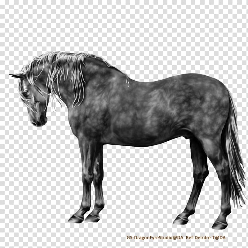 Andalusian horse Mane Mare Mustang Stallion, mustang transparent background PNG clipart