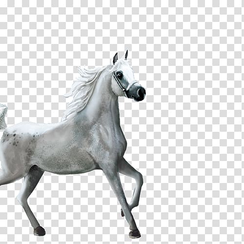 Horse , Jogging Whitehorse transparent background PNG clipart | HiClipart
