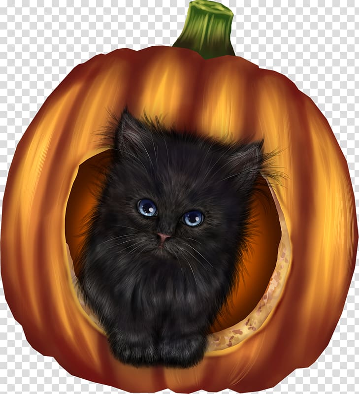 Whiskers Halloween Domestic short-haired cat Pumpkin, Halloween transparent background PNG clipart