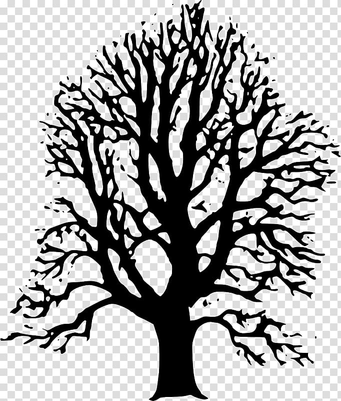 Tree Lindens Drawing , tree transparent background PNG clipart