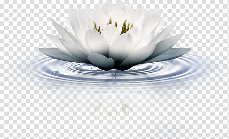 水墨 Sacred Lotus Portable Network Graphics Adobe shop, Nymphaea transparent background PNG clipart