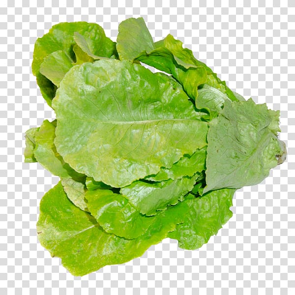 Romaine lettuce Red leaf lettuce Collard greens Spring greens Cruciferous vegetables, lettuce transparent background PNG clipart