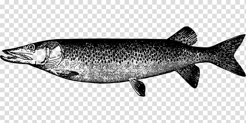 Muskellunge Northern pike Drawing Fish, fish transparent background PNG clipart