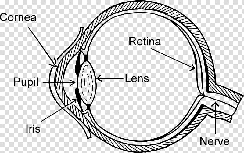 Diagram Human eye Eye pattern , retina transparent background PNG clipart