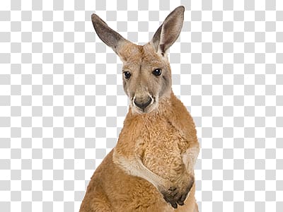 Kangaroo transparent background PNG clipart