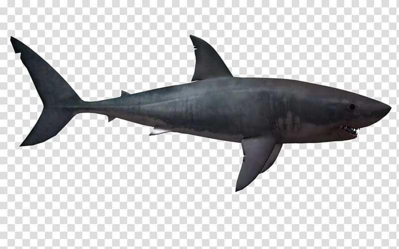 Carcharodon Transparent Background Png Cliparts Free Download