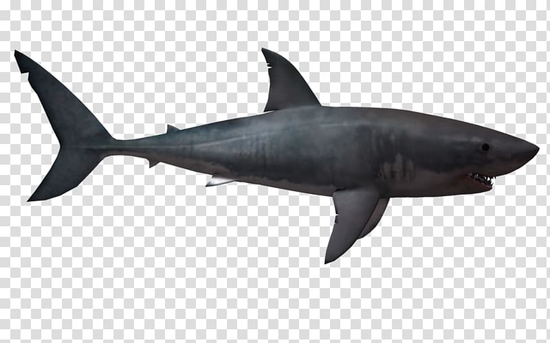 Megalodon Hungry Shark World Hungry Shark Evolution Great white shark, Ganges Shark transparent background PNG clipart