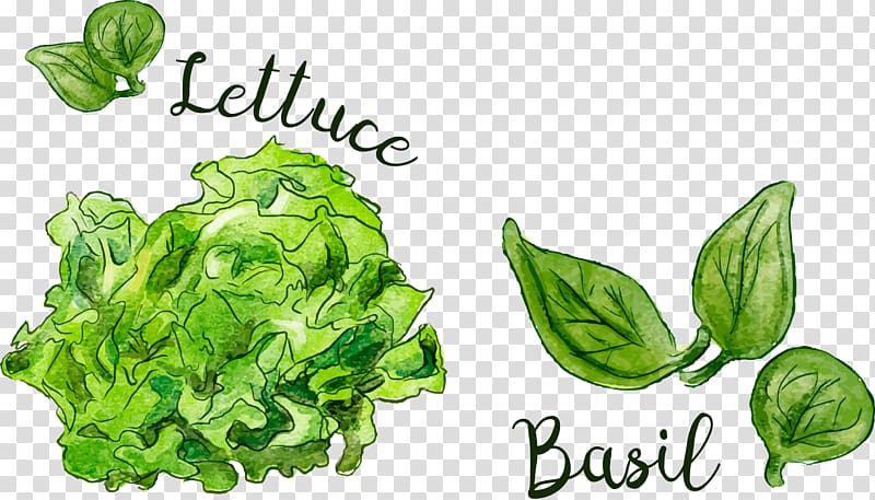 Leaf Food Spring greens, hand painted vegetables transparent background PNG clipart