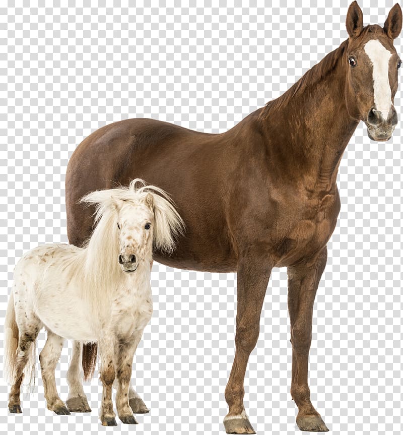 American Miniature Horse Shetland pony Friesian horse Boulonnais horse, whitehorse transparent background PNG clipart