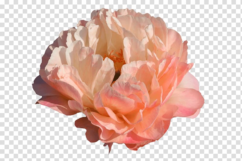 Peony Cabbage rose Paeonia 'Coral Sunset' Cut flowers, peony transparent background PNG clipart